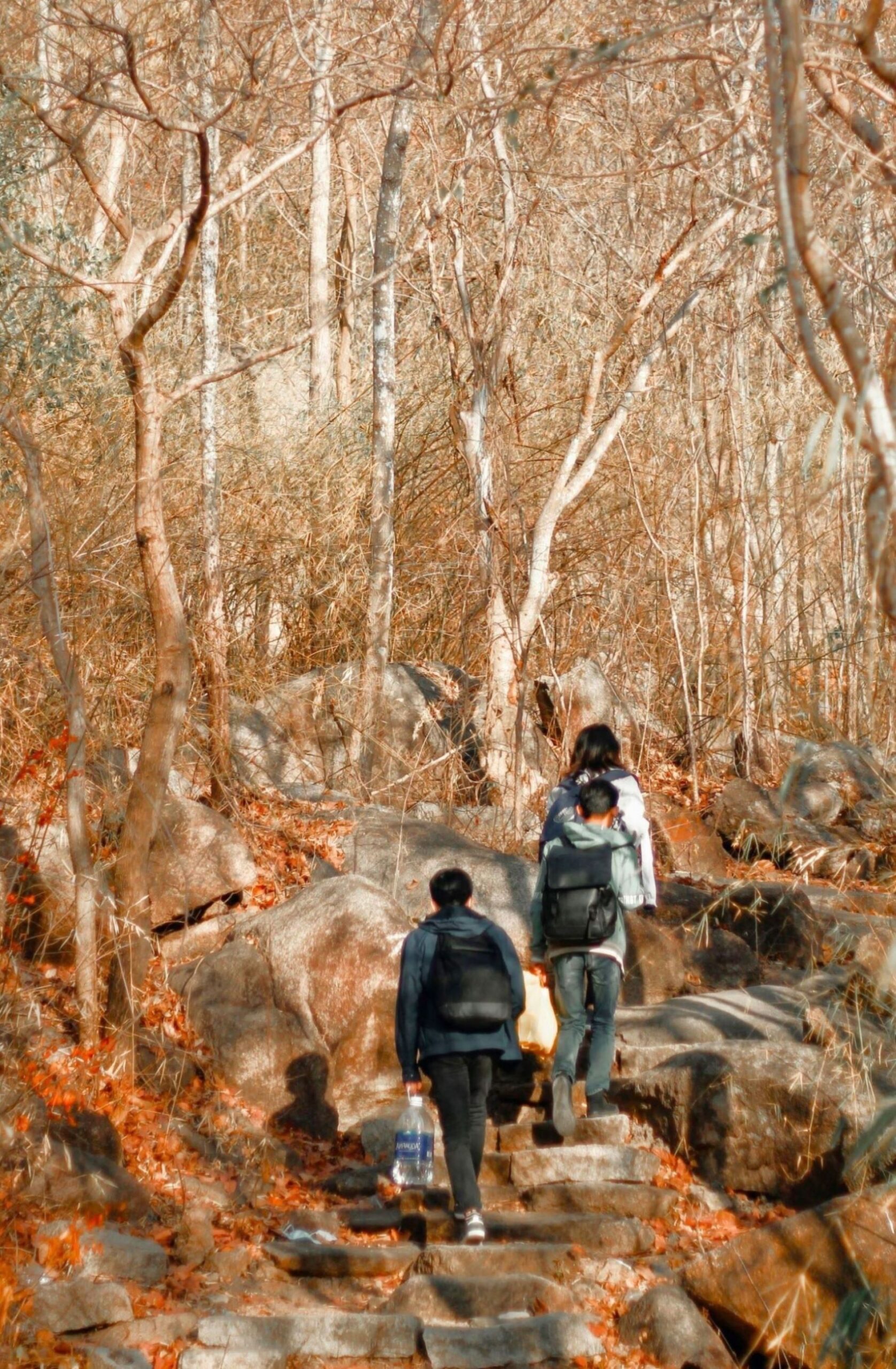 Travellers hiking through a forest during seasonal transition, exploring nature to see more and Keep Embracing Change.