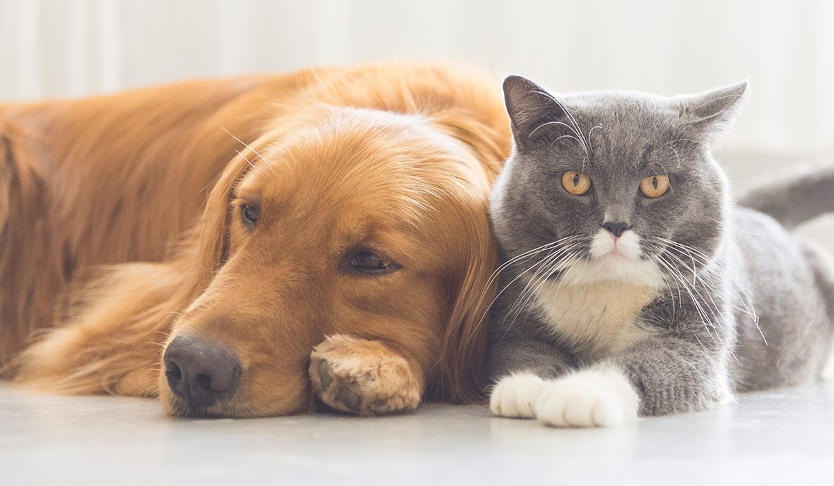 Willingness | The Therapeutic Effect of Pets