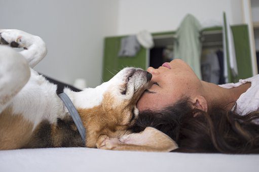 Willingness | The health benefits of owning a pet