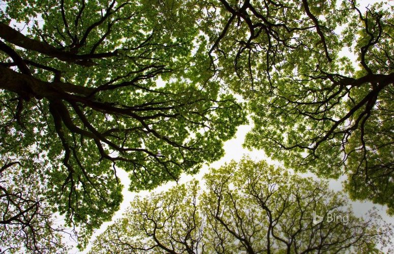 Willingness | 3 Ways Trees Improve our Mental Wellbeing