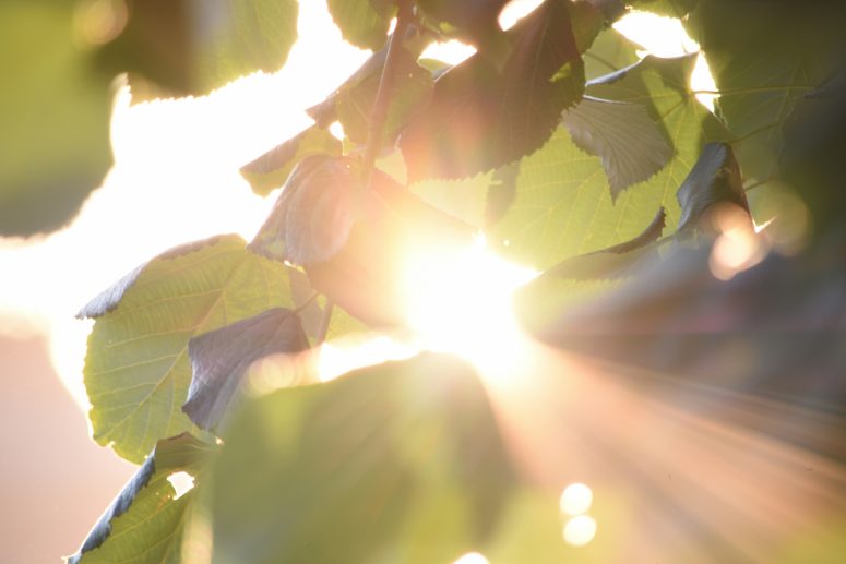 Willingness | Sunlight and its health benefits