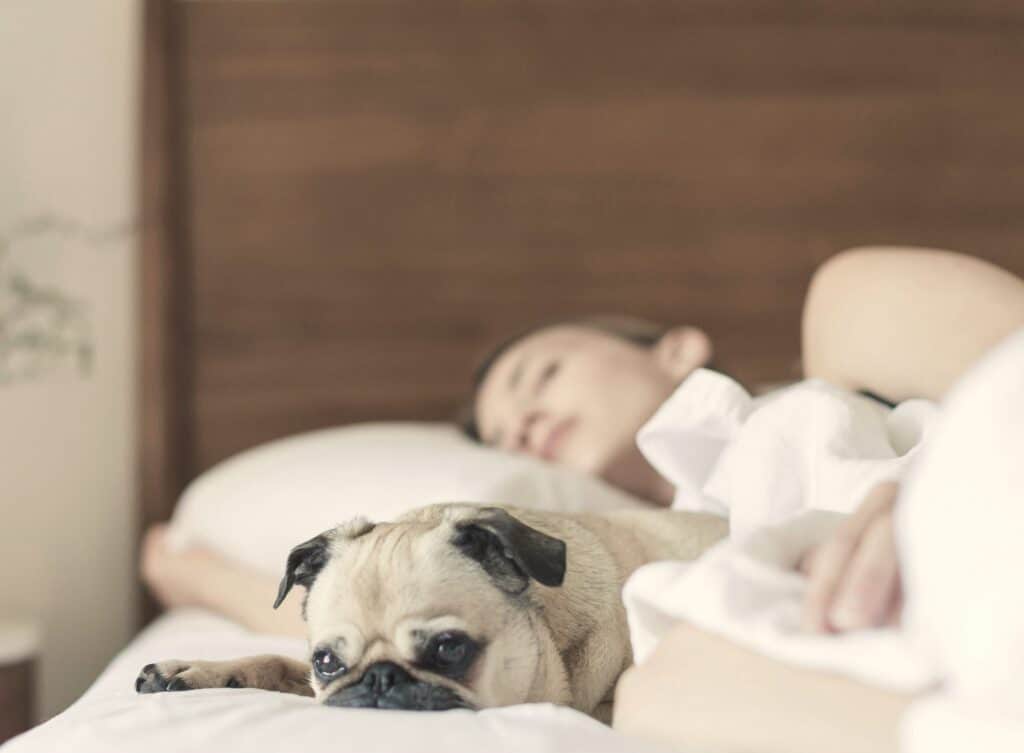 Resting dog on a bed with a person sleeping in the background, symbolising comfort and companionship in mental health settings.