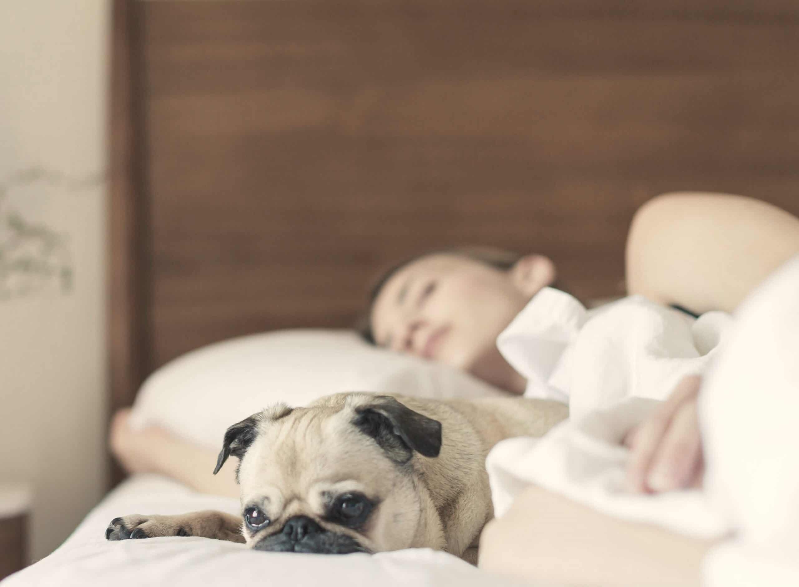 Resting dog on a bed with a person sleeping in the background, symbolising comfort and companionship in mental health settings.