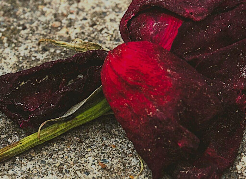 Navigating Emotional Layers shown through wilted rose symbolising reactivated grief and unresolved family trauma.
