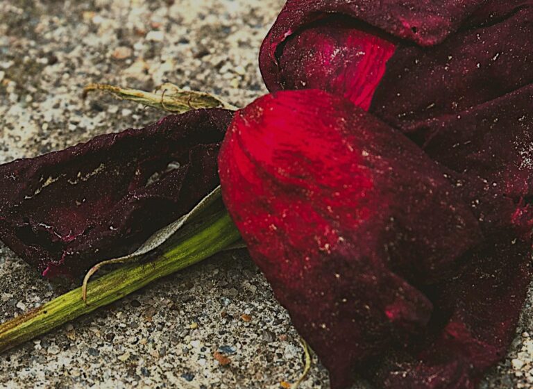 Navigating Emotional Layers shown through wilted rose symbolising reactivated grief and unresolved family trauma.