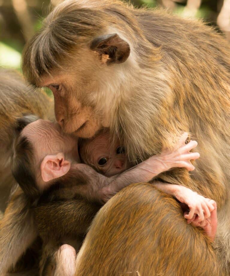 A mother monkey bonding with babies, symbolising how Navigating Love Styles shapes adult relationship attachment.