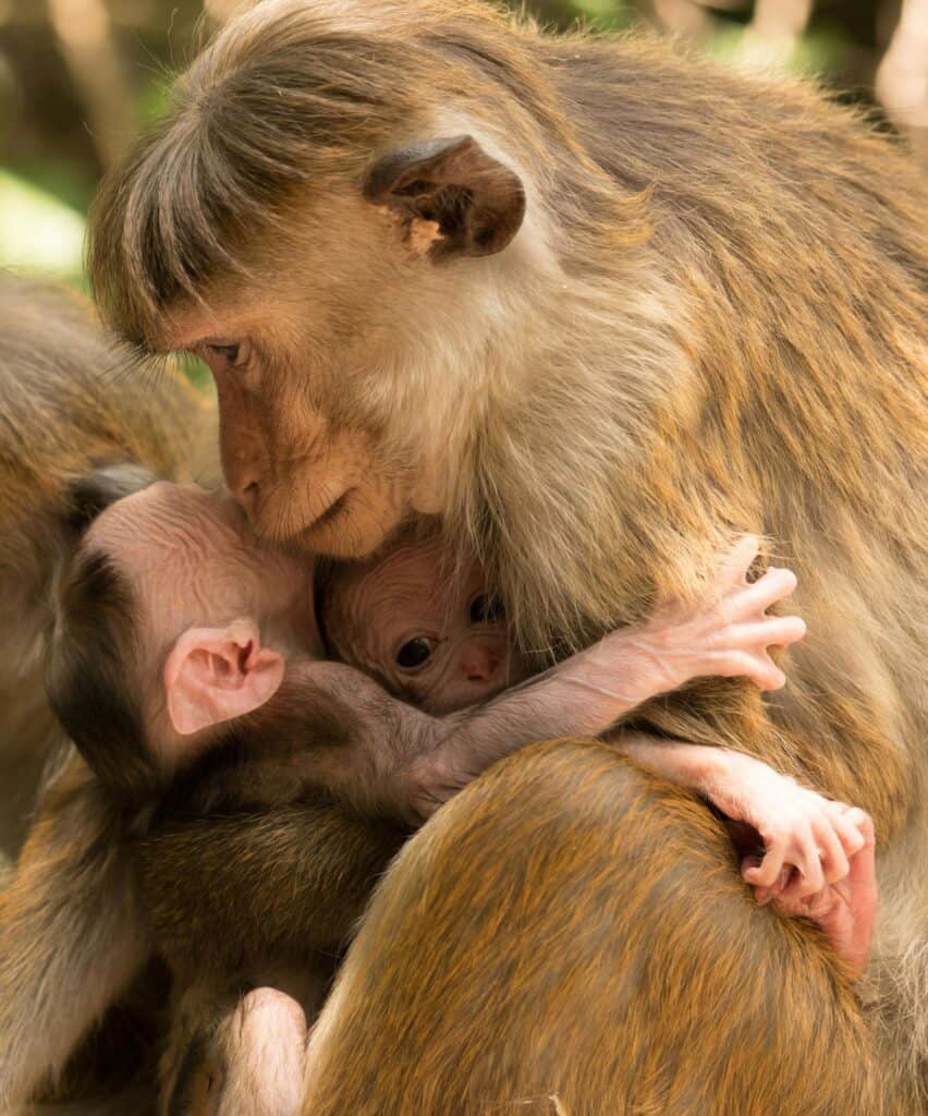A mother monkey bonding with babies, symbolising how Navigating Love Styles shapes adult relationship attachment.