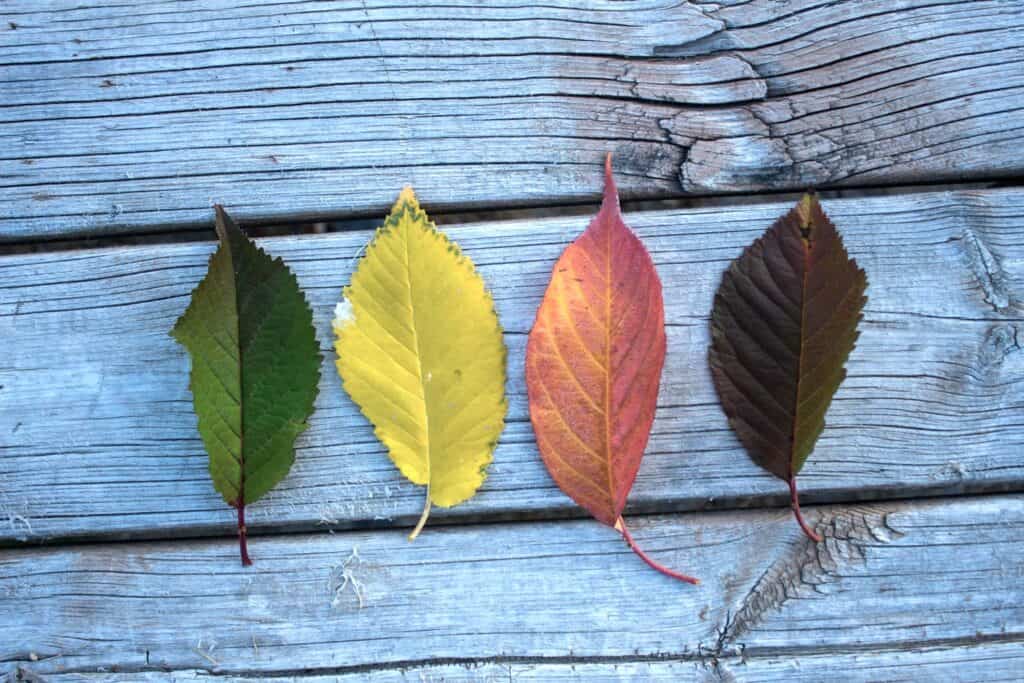 Four seasonal leaves representing menstrual cycle phases and cycle syncing awareness in Women Bodily Rhythms.