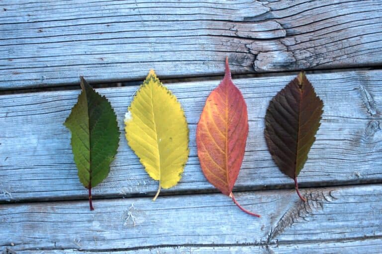 Four seasonal leaves representing menstrual cycle phases and cycle syncing awareness in Women Bodily Rhythms.